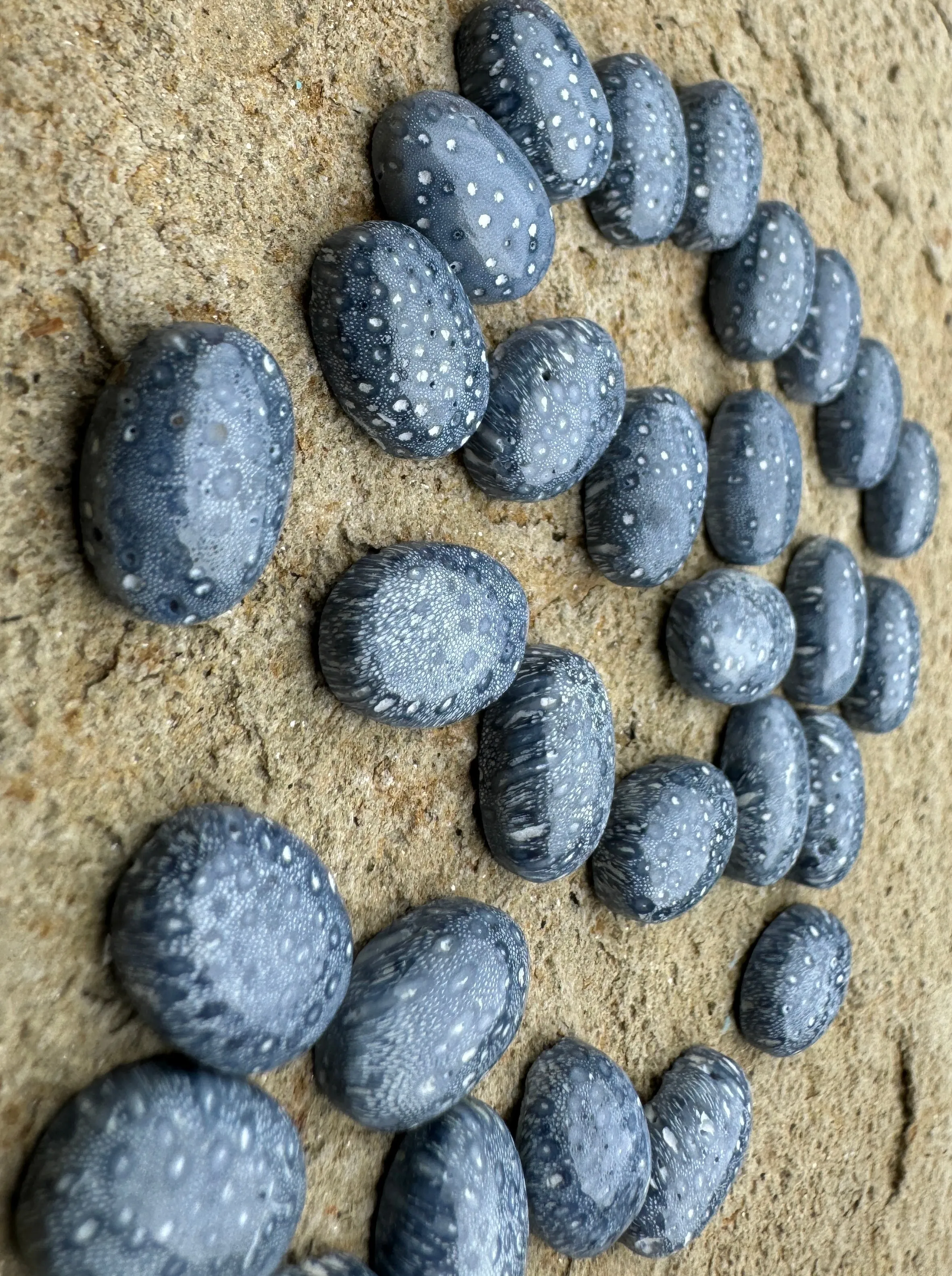 Natural Blue Sponge Coral Calibrated Oval Cabochons 10x14mm (Package of 3 Cabochons)